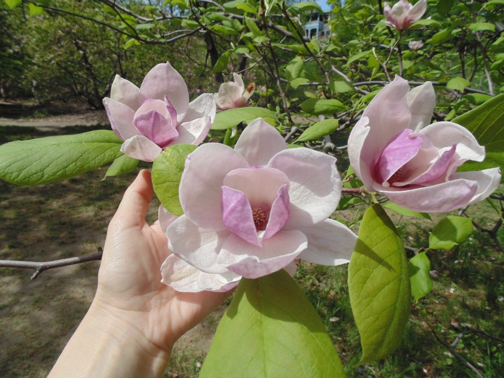 botanichnyy sad 03 05 4