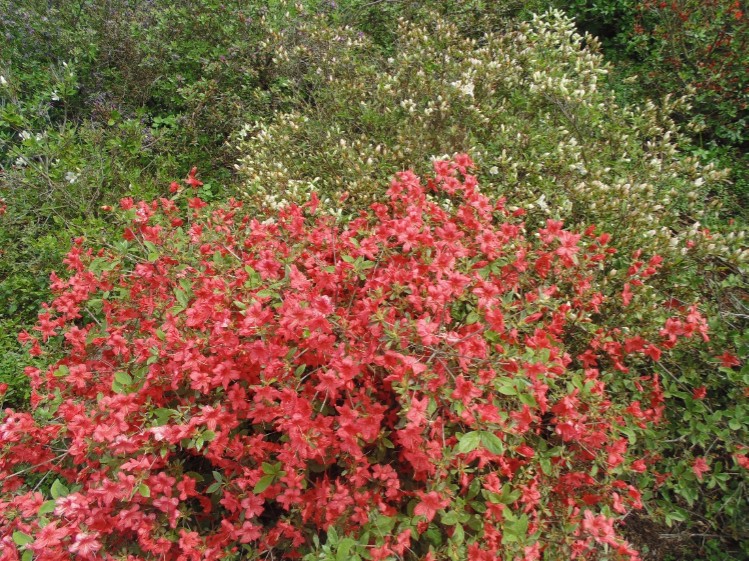 botanichnyy sad 03 05 5